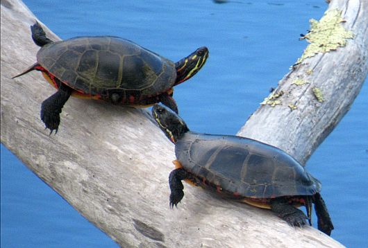Two turtles on a log that projects over the water