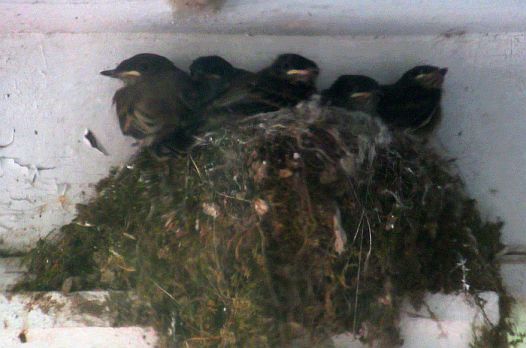 A nest under the eaves of the editor's house