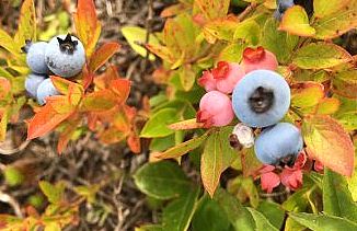 Wild blueberries