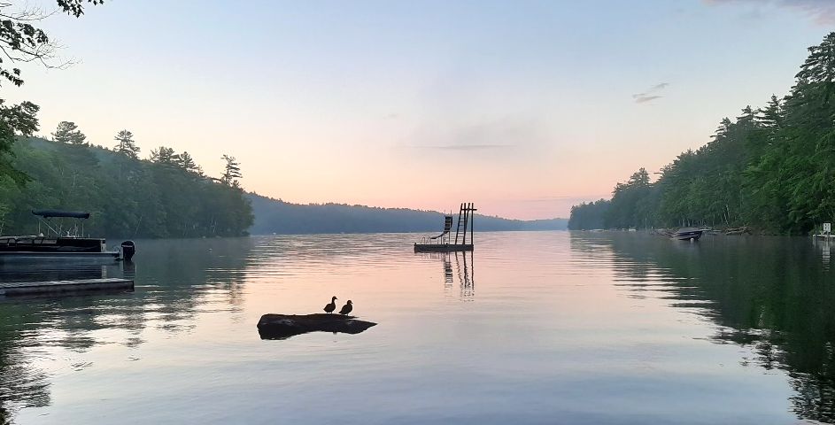 Black ducks on the rocks at Tracy Cove in Long Pond at sunrise. Photo by Pete Kallin.