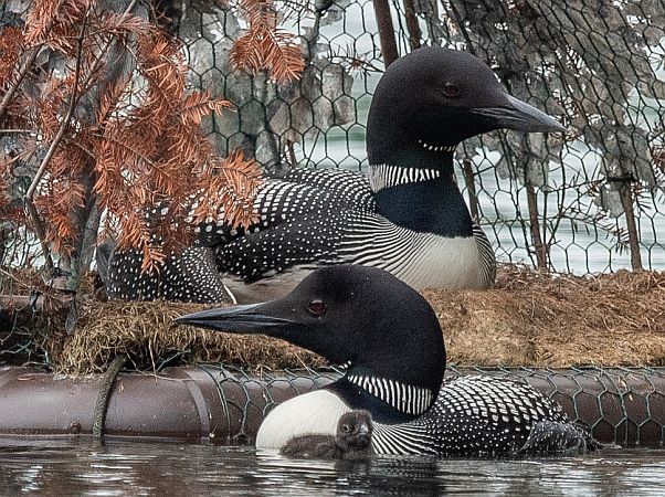 Two loon parents with a fuzzy, gray chick at center bottom. One egg is still to hatch. Photo by Dick Greenan.