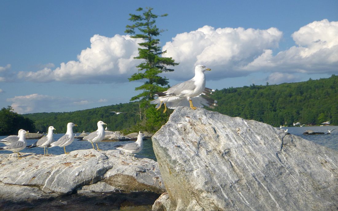 Seagulls assemble on a rocky outcropping near Joyce Island in Great Pond.