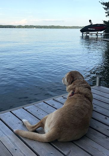 Although he doesn't wear a mask, Cameron does abide by social distancing, here, alone on the dock. Photo courtesy of Cindy McDermott.