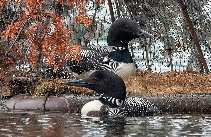 A 2020 loon family note the gray chick, center front on a floating nest in upper Long Pond.