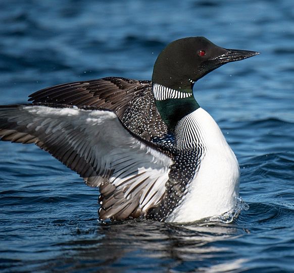 A loon in Great Pond