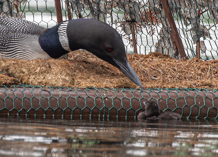 A mama loon greets her newborn chick (lower right).