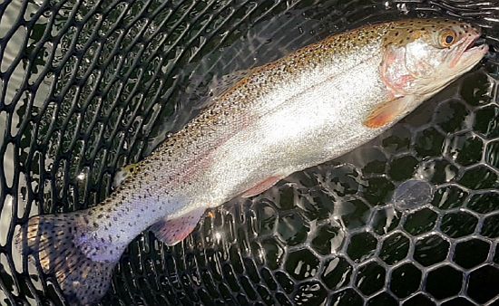 Red, white, and blue rainbow trout