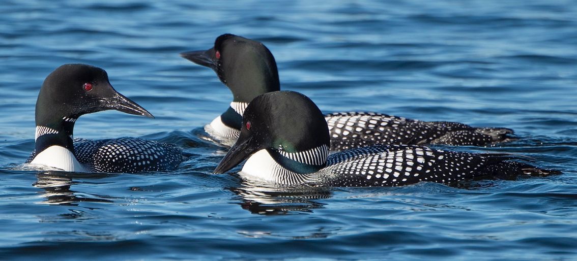 Two loons (right) confront an "intruder" on Long Pond (2021). Photo courtesy of Dick Greenan.