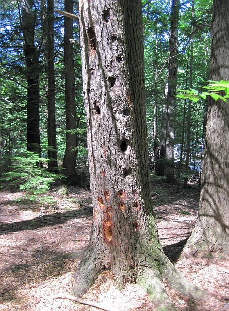 A tree that has been attacked by pileated woodpeckers.