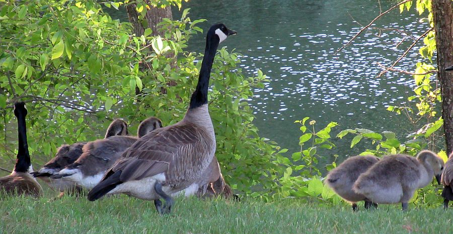 A family of Canada geese. Photo by Ethan Perne