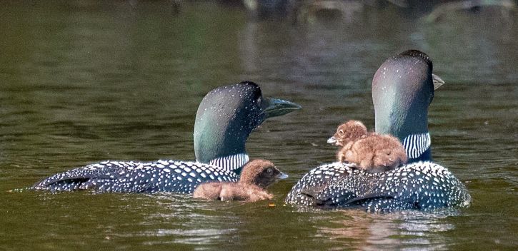 Two adult loons with two fuzzy, brown chicks.