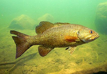 A smallmouth bass searching for food.