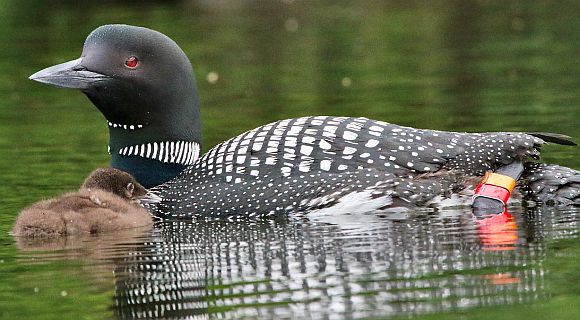 A successful banding experience: A banded adult swims with a chick.