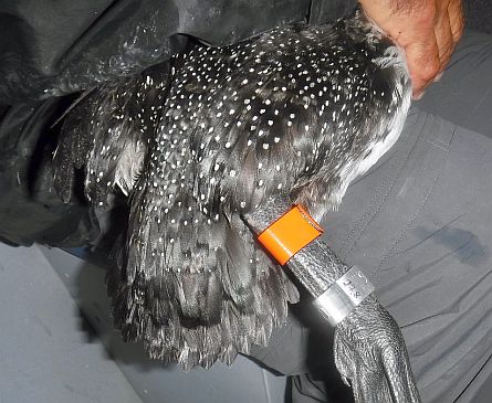 An adult female loon banded in Long Pond in 2020.