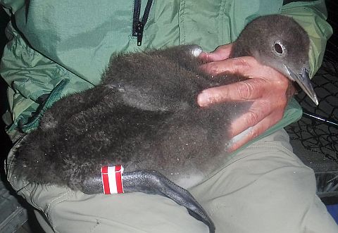 A loon chick banded in Great Pond in 2020.