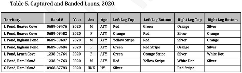 Table of Loons Captured and Banded in Long and Great Ponds in 2020