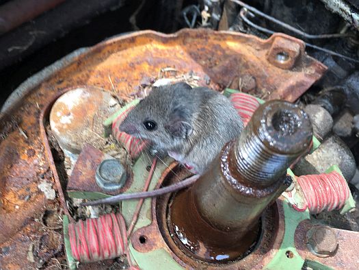 A brave mouse under the engine flywheel.