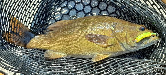 Smallmouth bass # 10 on the flyrod.