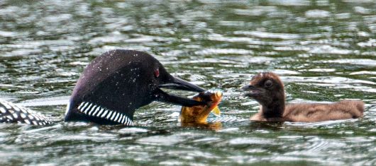 An adult loon offering a sunfish to a chick