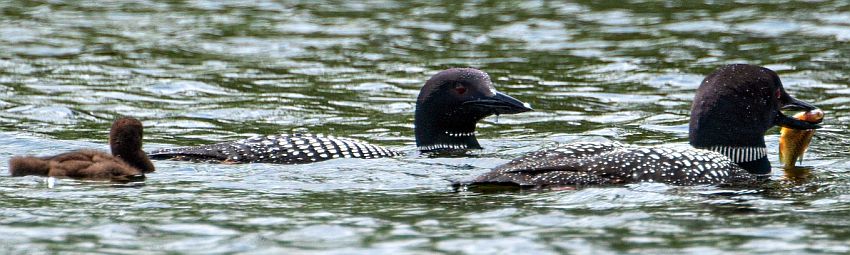 A loon chick swimming behind two adults, one of whom is holding a sunfish in his beak.