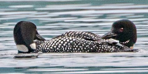 "Double-headed" Loon