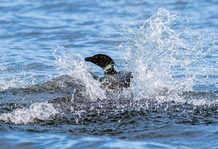An adult loon bathing in Long Pond.