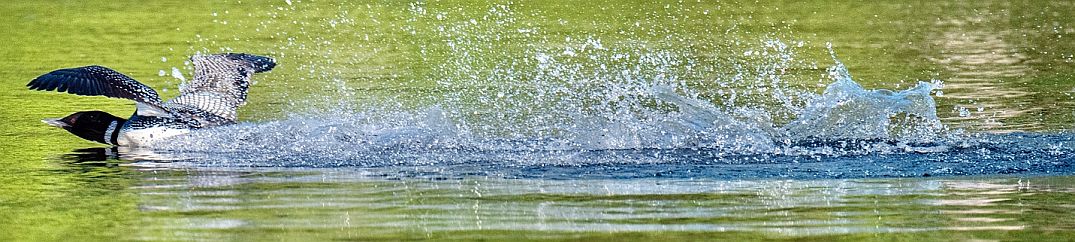 An adult loon lands on its belly, with the "landing gear" up!