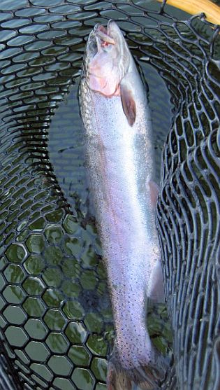 Miles's rainbow trout