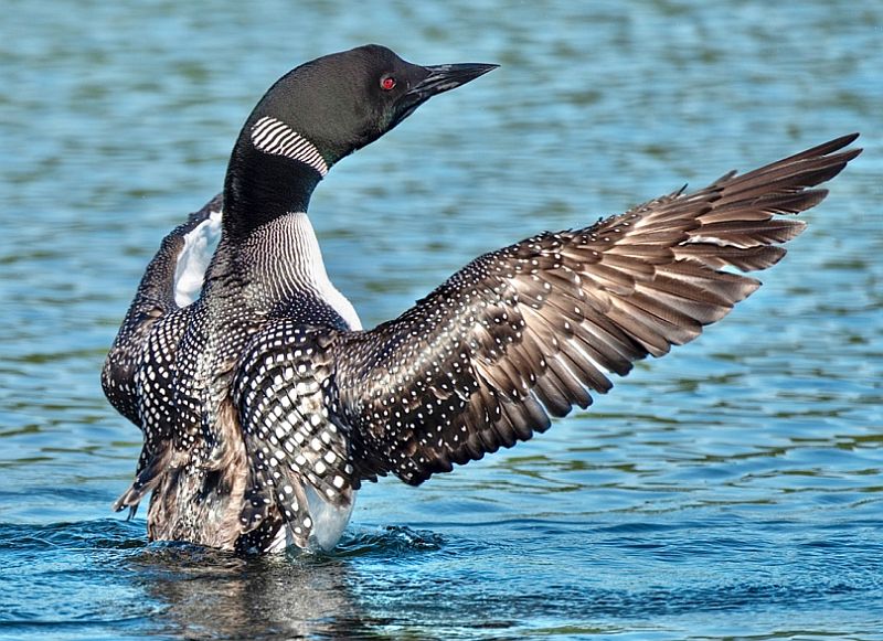 An adult loon flapping its wings.