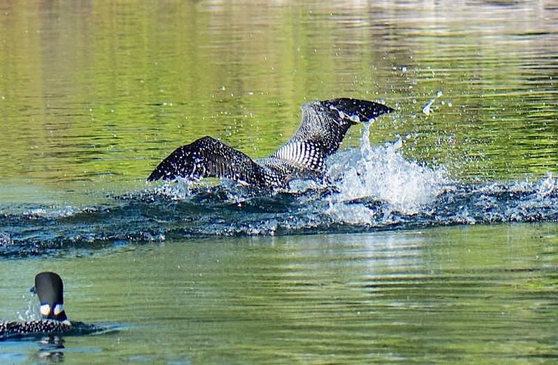A Long Pond loon takes a bath!