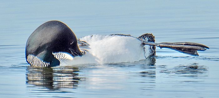 A 2026 Great Pond adult Loon preens while doing a “belly roll.”