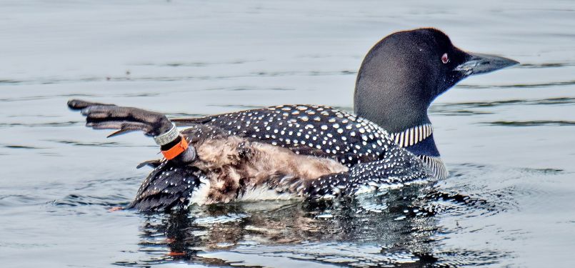 A female loon displays her bands.
