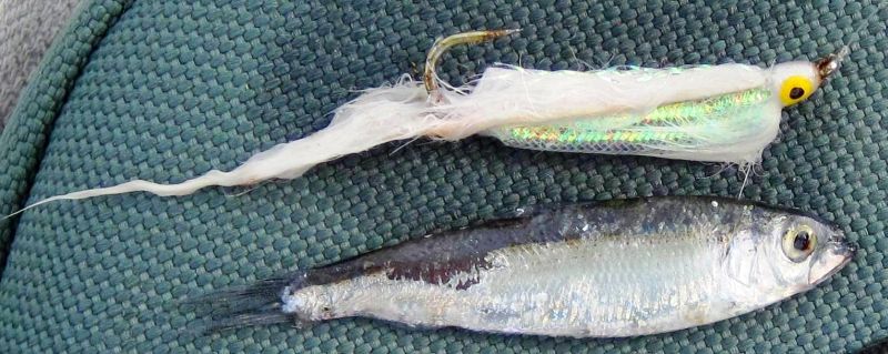 A White Zonker fly (top) and a landlocked alewife (bottom).