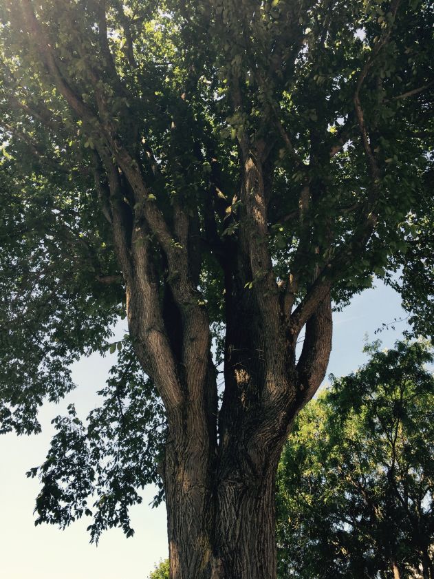 Ellie the Elm in her prime. Photo courtesy of Waterville Creates.