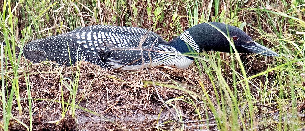 This nesting Great Pond loon is in its defensive posture.