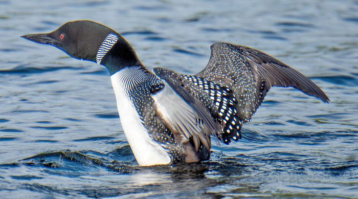 A wing flap can be something as simple as stretching, drying off, or making sure that you see the fowl.