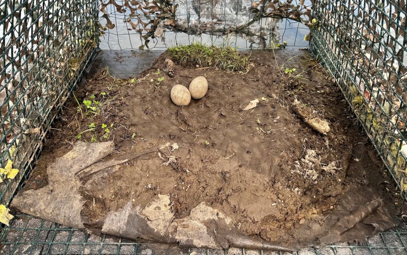 Long Pond’s Tracy Cove nest with its two abandoned mud-covered eggs.