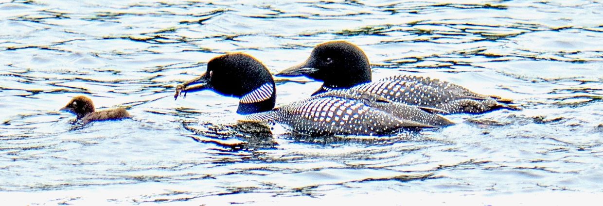 Two adult loons, with one a crawfish in its beak, and a loon chick.