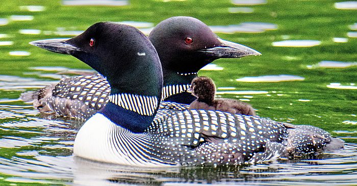 Great Pond’s very protective 2025 first loon family!