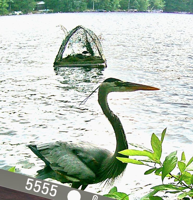 Loon sitting on a nest on a floating, manmade platform with a great blue heron swimming in the foreground.