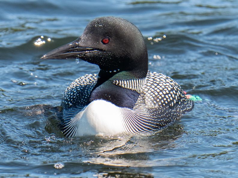 2025 Long Pond banded female