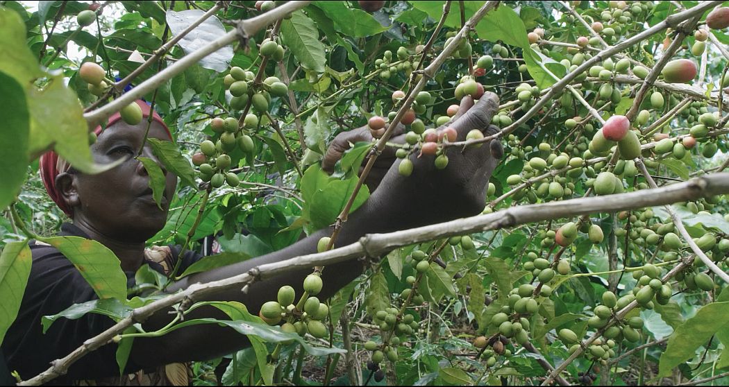 A coffee grower in Rwanda shown in “Ikawa: Coffee That Connects.”