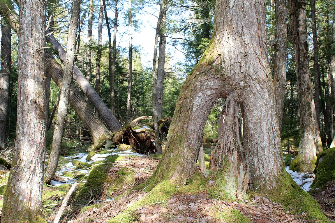 One of the 7 Lakes Alliances’ newest properties, the Dunn Road Conservation Area.