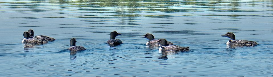 A 2026 raft of seven adult loons in upper Long Pond.