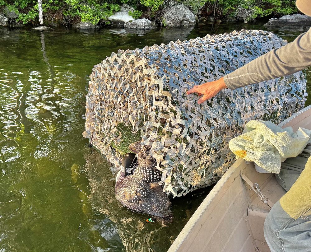 A Long Pond loon, banded in 2025, tries to break into “her” nest!