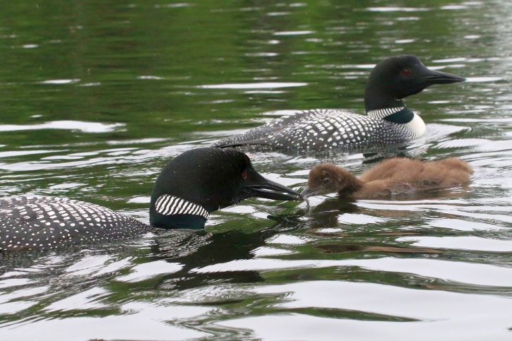 A Beaver Cove loon chick with its parents.
