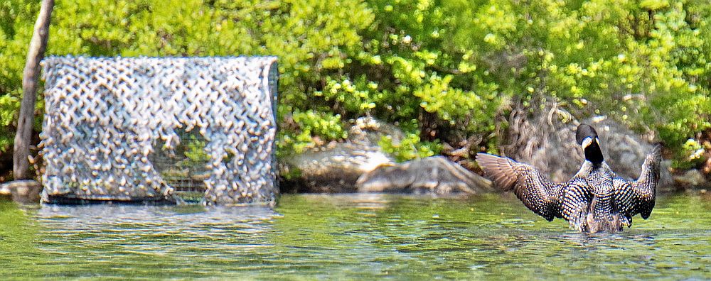 A loon stretching her wings (right) and a floating nesting platform with a gaping hole in the side of its semi-cylindrical covering (left).