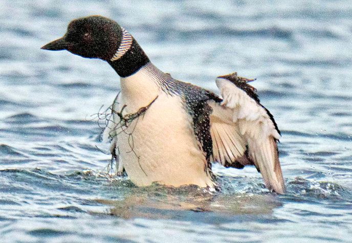 The same loon, now sporting a “necklace” of nylon thread.