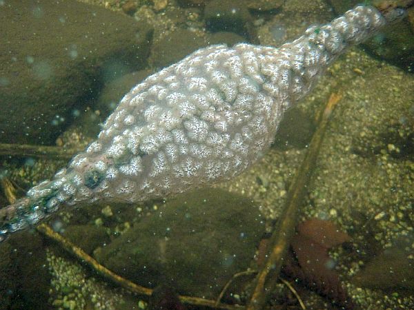 A freshwater bryozoan, or “moss animal.”
