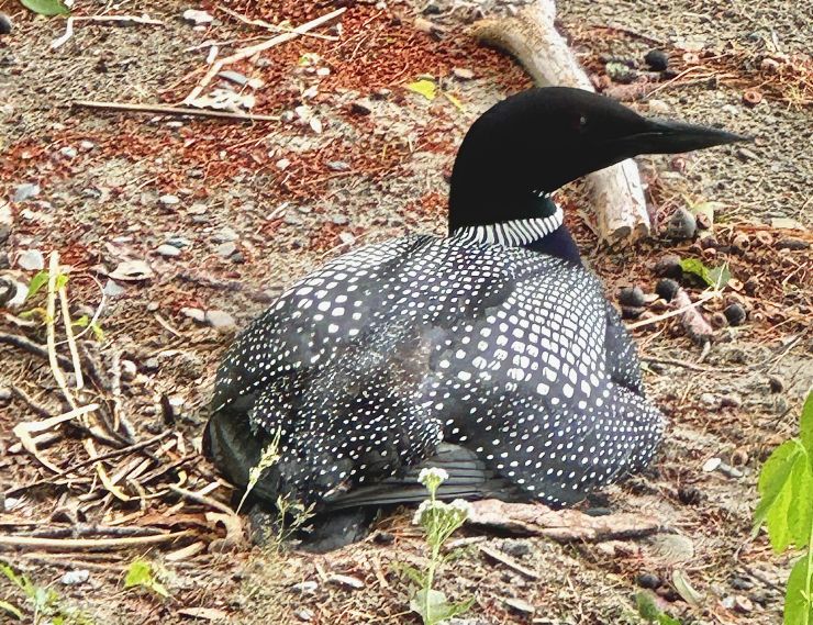 Our nesting loon with its new chick protected under the right wing! Note the absence of a typical nest bowl.